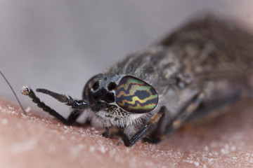 Common horsefly, haematopota pluvialis sucking blood