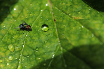Common Fly On leaf With Water Drops