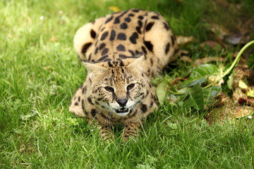 serval (Leptailurus serval) 