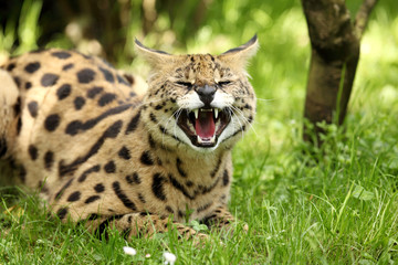 serval (Leptailurus serval) 
