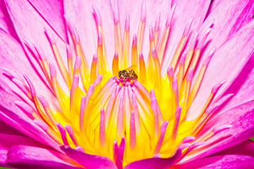 Obraz premium Little bee and lotus flower