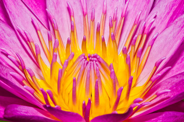 Obraz premium Close up of lotus flower