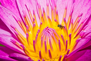 Little bee and lotus flower