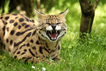 serval (Leptailurus serval) 