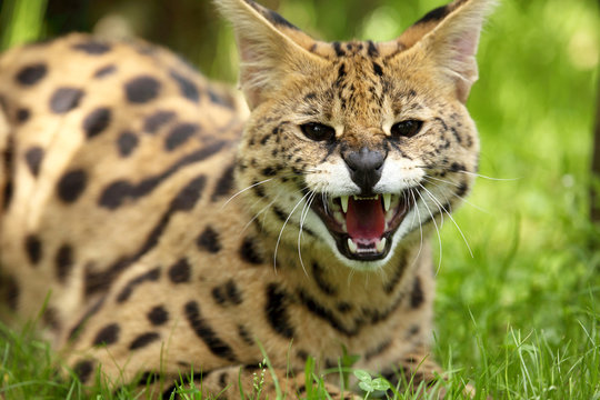 serval (Leptailurus serval) 