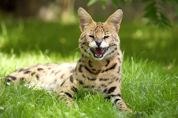 serval (Leptailurus serval) 
