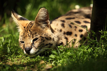 serval (Leptailurus serval) 