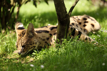 serval (Leptailurus serval) 