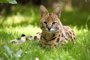serval (Leptailurus serval) 