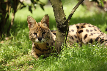 serval (Leptailurus serval) 