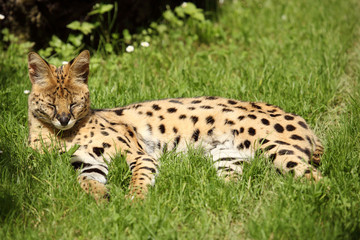 serval (Leptailurus serval) 