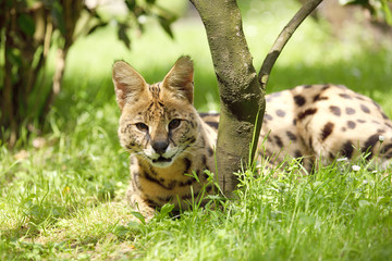 serval (Leptailurus serval) 