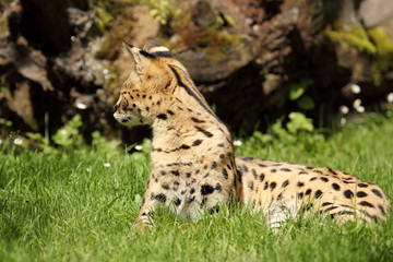 serval (Leptailurus serval) 