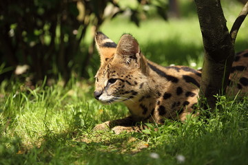 serval (Leptailurus serval) 