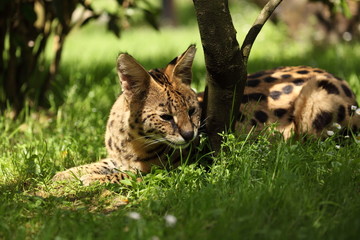 serval (Leptailurus serval) 