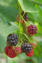 Blackberry