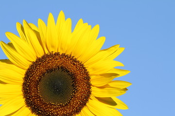Obraz premium fleur de tournesol sur fond de ciel bleu