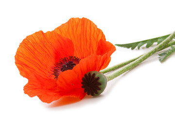 Poppies