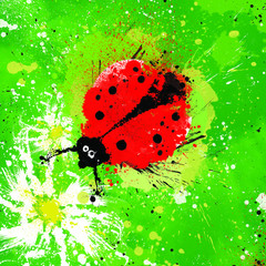 ladybug  on a camomile