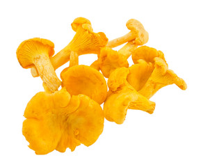 Heap of chanterelles.