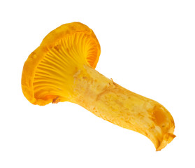 One cantharellus isolated on the white background.