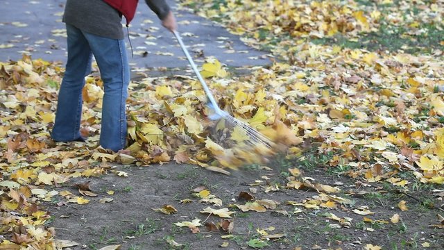 Woman raking autumn leaves in a garden