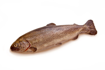 Fresh raw fish 
