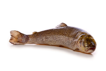 Fototapeta premium Fresh raw fish 
