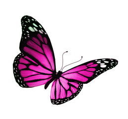 Violet butterfly, isolated on white background