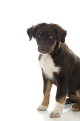 Australian Shepherd Dog