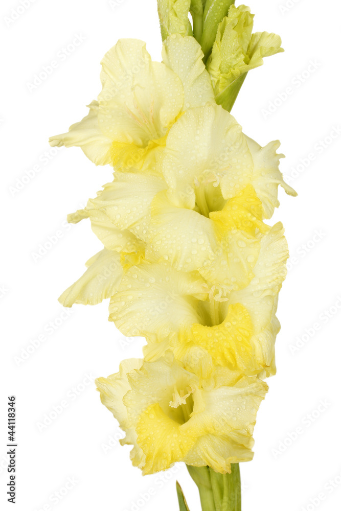 Wall mural branch of yellow gladiolus on white background close-up