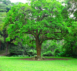 Fototapeta na wymiar Wielkie drzewo
