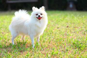 White Pomeranian dog
