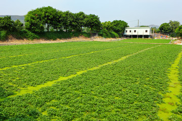 farm field