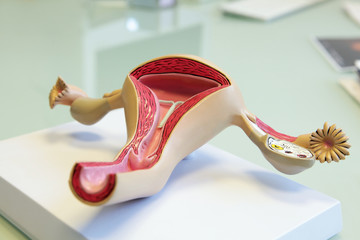 Modell weibliches Genital mit Spirale
