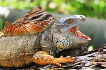 Big iguana
