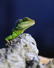 green iguana