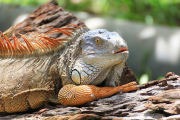 Big iguana