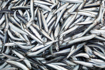 Fototapeta premium Heap of small Mediterranean fish at market anchovy