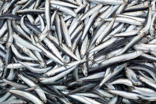 Fototapeta Heap of small Mediterranean fish at market anchovy