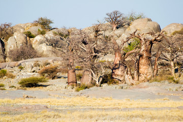 L& 39 île de Kubu au Botswana