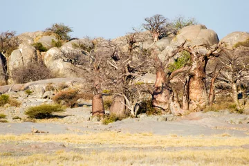 Papier Peint photo Baobab L& 39 île de Kubu au Botswana