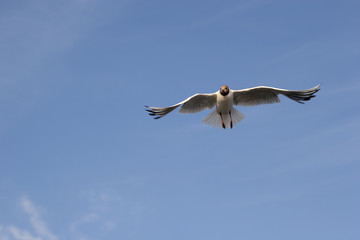 Seagull