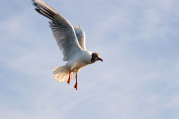Seagull in the sky