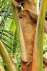 Close-up of palm tree stem.
