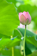 lotus flower