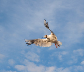 The Flight