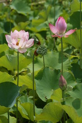 lotus flower