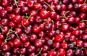 Erntefrische Kirschen