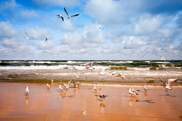 Seagulls flying over the sea
